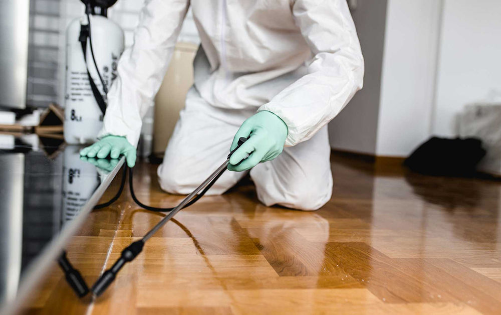 Pest Contol Companies In Pinetown