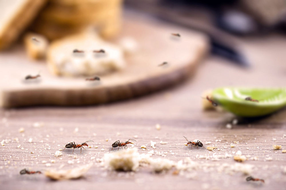 Pest Contol Pinetown