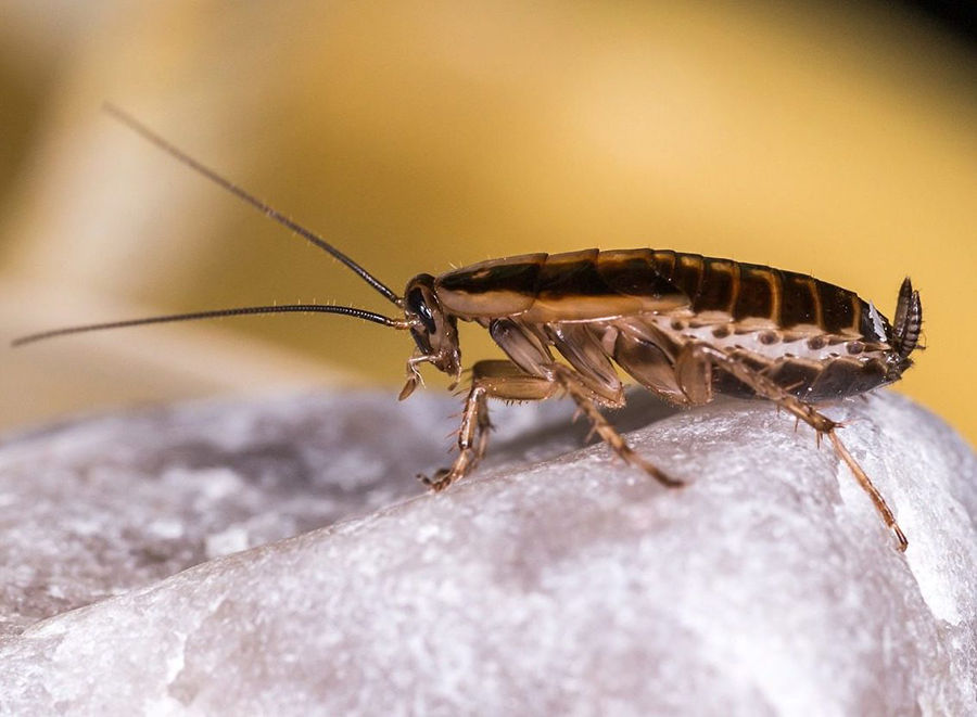Pest Contol Specialist Pinetown